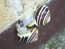 Cepaea hortensis. Фото 104