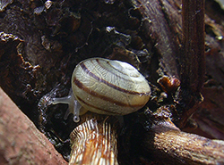 Cepaea hortensis. Фото 106