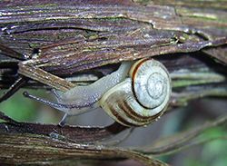 Cepaea hortensis. Фото 111