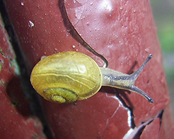 Cepaea hortensis. Фото 113