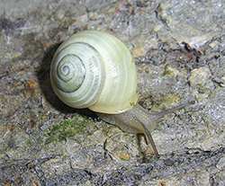 Cepaea hortensis. Фото 115