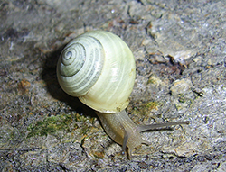 Cepaea hortensis. Фото 117