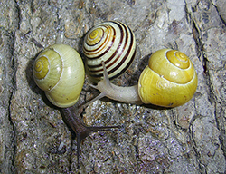 Cepaea hortensis. Фото 119