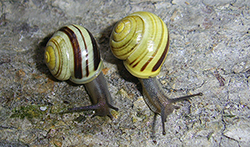 Cepaea hortensis. Фото 121