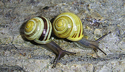 Cepaea hortensis. Фото 123