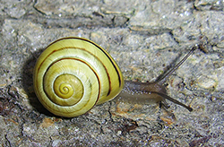 Cepaea hortensis. Фото 125
