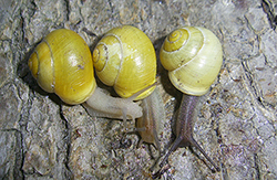 Cepaea hortensis. Фото 128