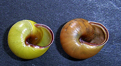 Cepaea hortensis. Фото 132