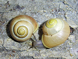 Cepaea hortensis. Фото 136