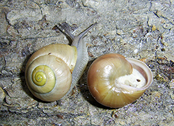 Cepaea hortensis. Фото 138