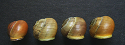 Cepaea hortensis. Фото 140