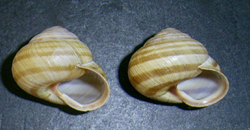 цепея австрийская - Cepaea vindobonensis (Férussac, 1821)