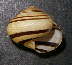 цепея австрійська - Cepaea vindobonensis