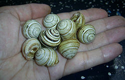 Cepaea vindobonensis. Фото 16. ок. с. П’ятничани, 2025 р.