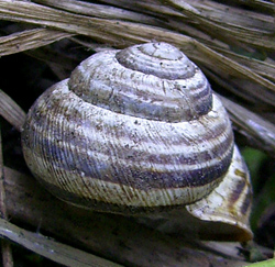 Cepaea vindobonensis. Фото 12