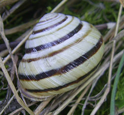 цепея австрійська - Cepaea vindobonensis (Férussac, 1821)