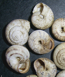 Cernuella virgata (Da Costa, 1778)