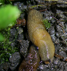 D. caucasicum. Фото 10
