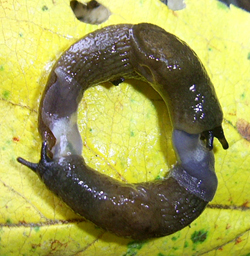 D. caucasicum. Фото 21