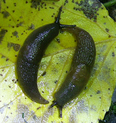 D. caucasicum. Фото 25