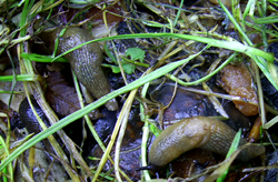 слизняк польовий кавказький - D. caucasicum
