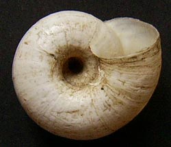 H. luganica. Фотографія 6