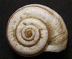 H. luganica. Фото 8