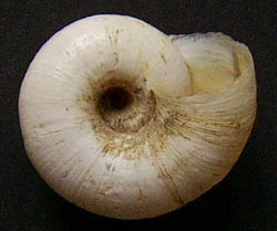H. luganica. Фото 9