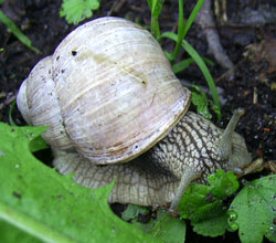 H. pomatia. Фото 35