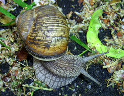H. pomatia. Фото 36