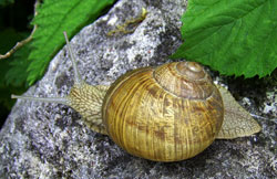 H. thessalica. Фото 02