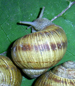 H. thessalica. Фото 04