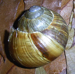 H. pomatia. Фото 41