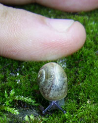 H. pomatia. Фото 44
