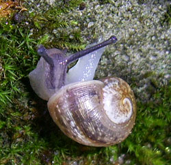 H. pomatia. Фото 45