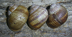 H. pomatia. Фото 111