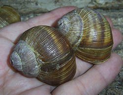 H. pomatia. Фото 113