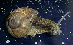 H. pomatia. Фото 113