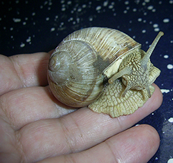 H. pomatia. Фото 115