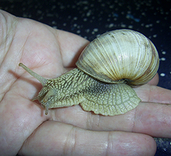 H. pomatia. Фото 117