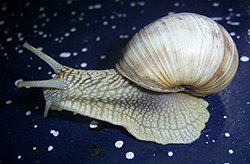 H. pomatia. Фото 119
