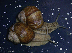 H. pomatia. Фото 111