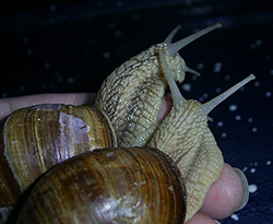 H. pomatia. Фото 111
