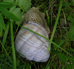 H. pomatia. Фото 47