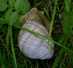 H. pomatia. Фото 48