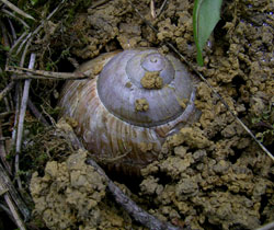 H. pomatia. Фото 49