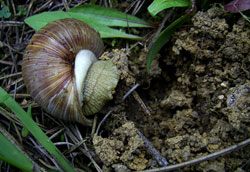 H. pomatia. Фото 50