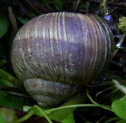 H. pomatia. Фото 52