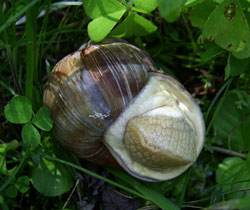H. pomatia. Фото 53