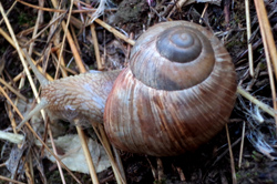 H. pomatia. Фото 59